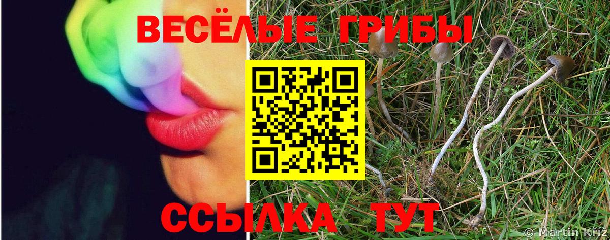Псилоцибиновые грибы мицелий  Вход с VPN  Волгоград  Галлюциногенные грибы Psilocybe 